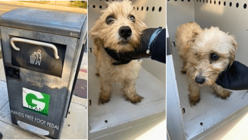officer-rescues-puppy-from-trash-compactor,-then-adopts-him