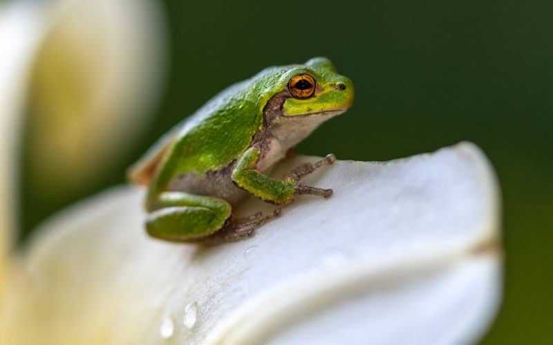 ai-generated-police-report-says-officer-turned-into-frog
