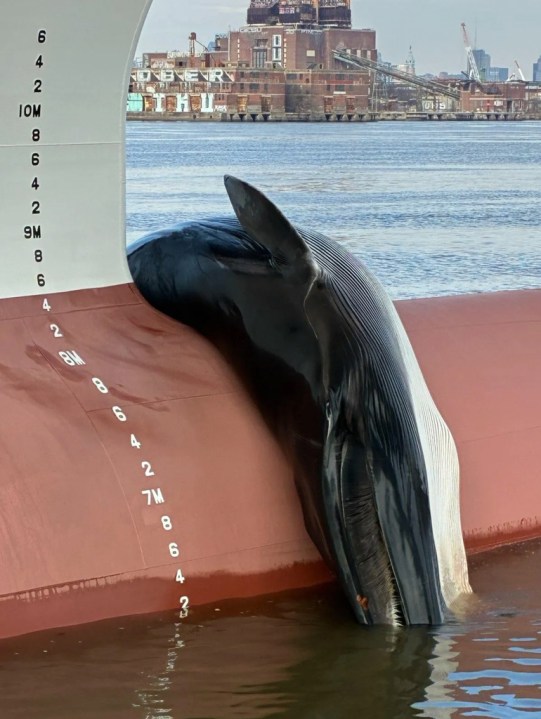 dead-whale-found-on-bow-of-a-ship-in-new-jersey;-noaa-launches-investigation