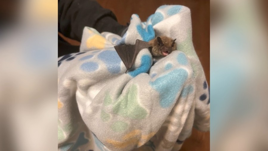 how-to-avoid-bats-in-your-house-and-what-to-do-if-you-find-them