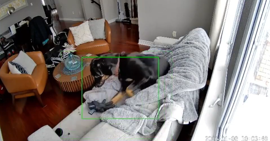 video:-dog-chewing-heated-glove-starts-fire-in-home’s-living-room 