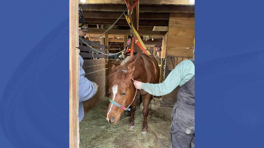 crews-come-together-to-rescue-trapped-horse
