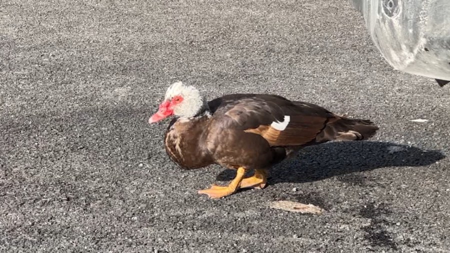 watch:-domestic-duck-waddles-around-downtown