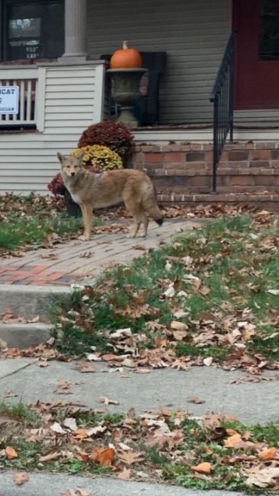 coyotes-to-become-more-active-in-ohio-as-mating-season-begins