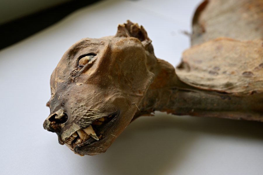 mummified-cheetahs-found-in-saudi-caves-shed-light-on-lost-populations