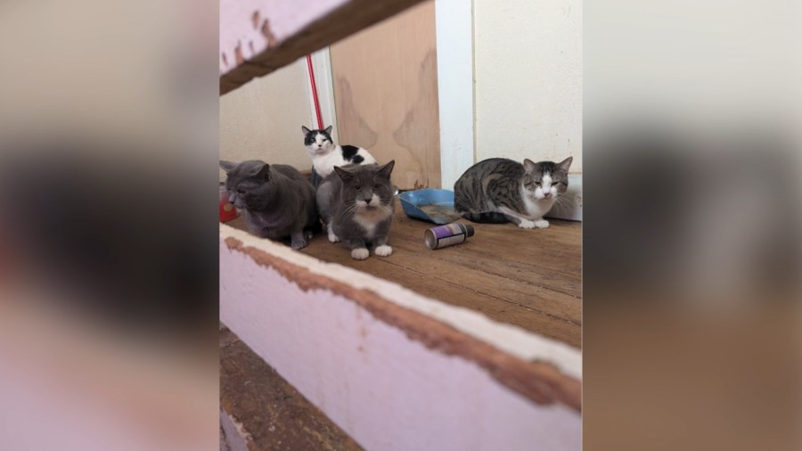 animal-charity-rescues-over-30-animals-from-home