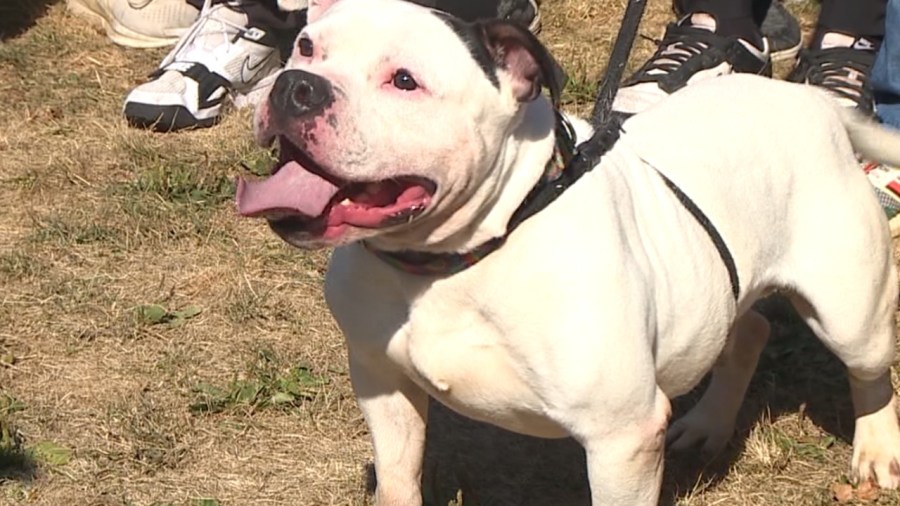 animal-charity-of-ohio-holds-adoption-event