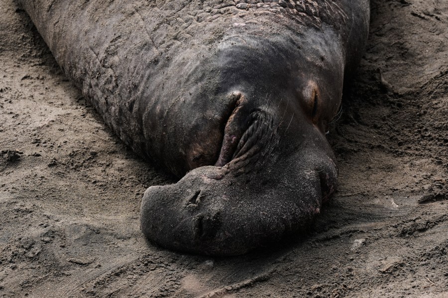 elephant-seals-return-to-ano-nuevo-state-park.-visitors-watch-battling-bulls-and-75-pound-pups