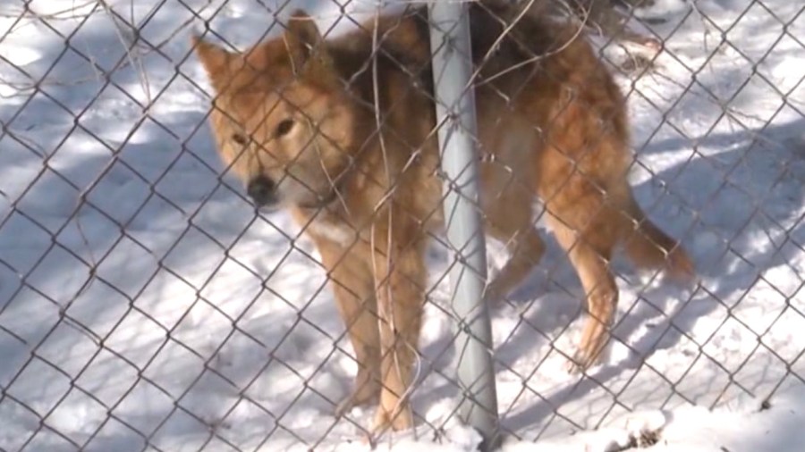 keeping-pets-safe-during-cold-weather