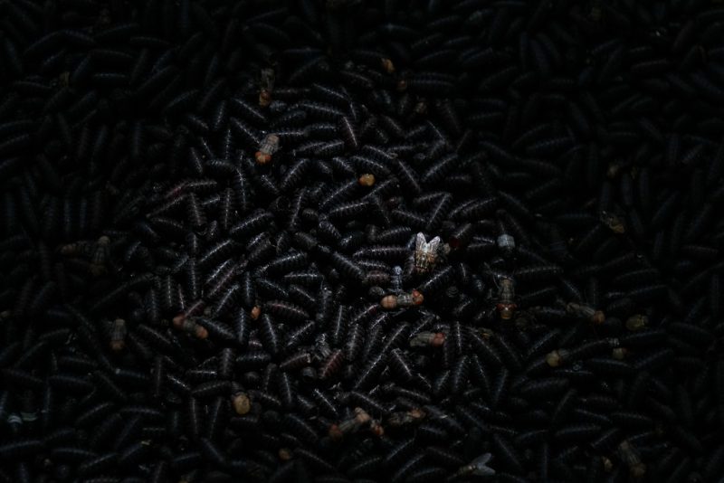 ‘devastating’-parasitic-screwworm-that-can-lay-eggs-on-people-creeps-closer-to-us