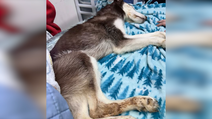freezing-husky-found-under-bridge-dies,-two-people-arrested