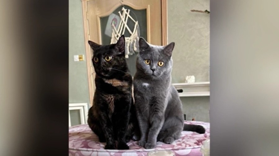 local-rescue-takes-in-five-kitties-from-kuwait