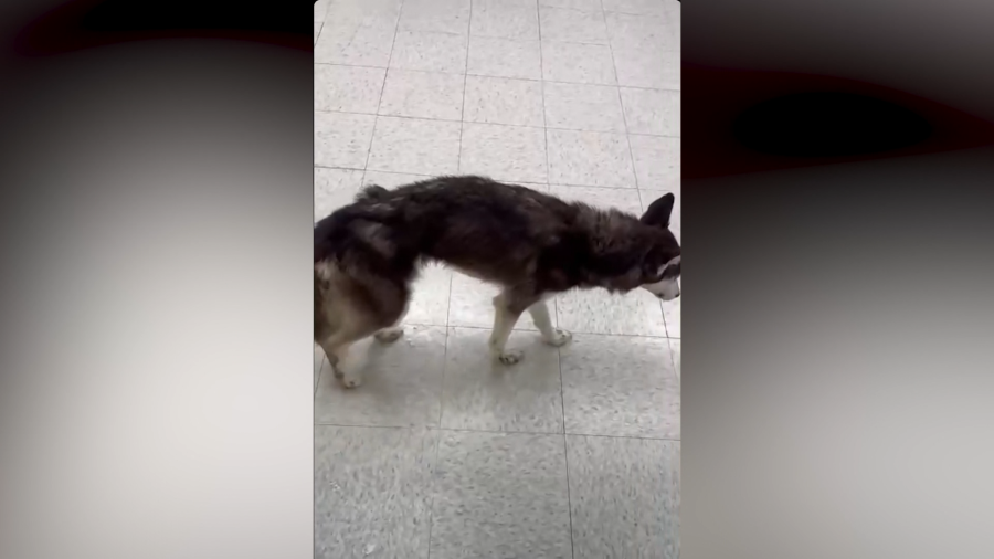 pa-senator-introduces-‘aimee’s-law’-following-death-of-husky-in-erie