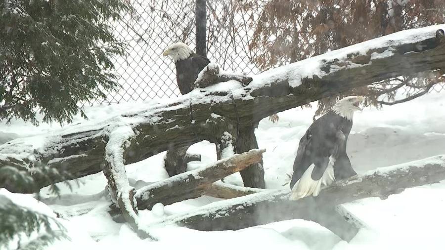 akron-zoo-closed-but-staff-continues-to-care-for-animals