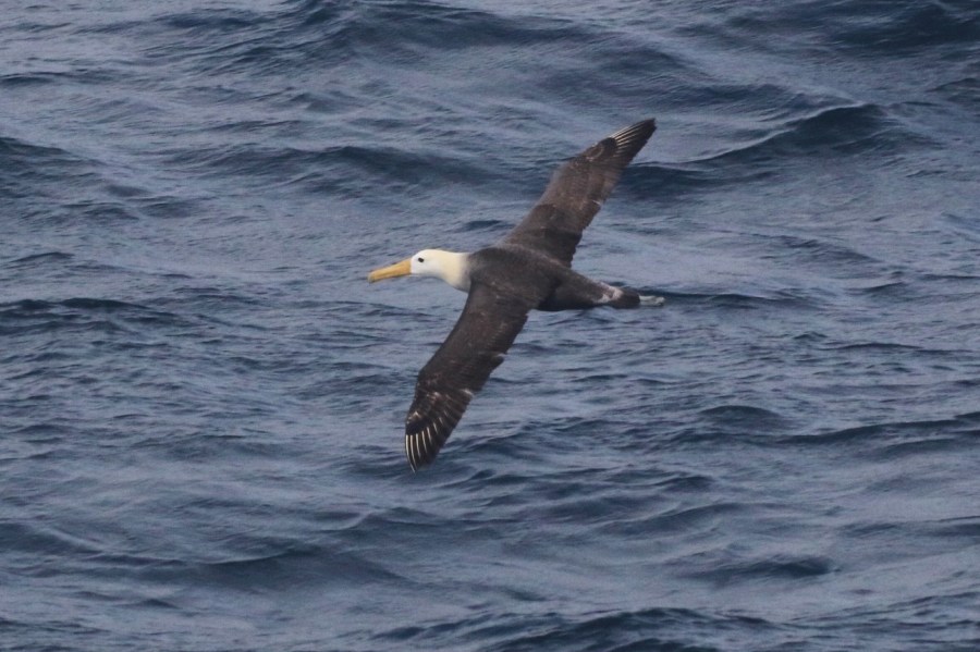 scientists-marvel-at-a-galapagos-seabird-that-wandered-3,000-miles-to-california