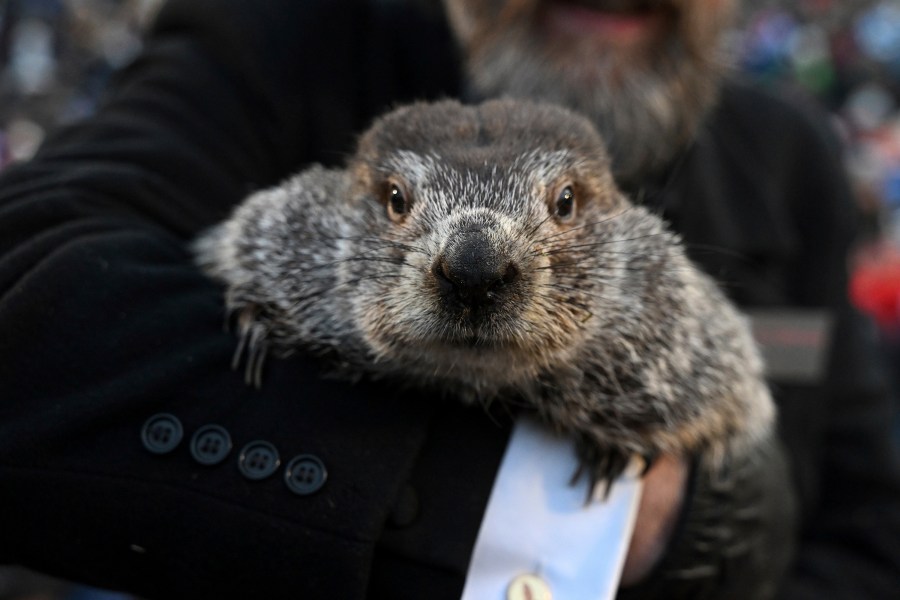 will-punxsutawney-phil-see-his-shadow?-how-to-watch-groundhog-day-2026-live