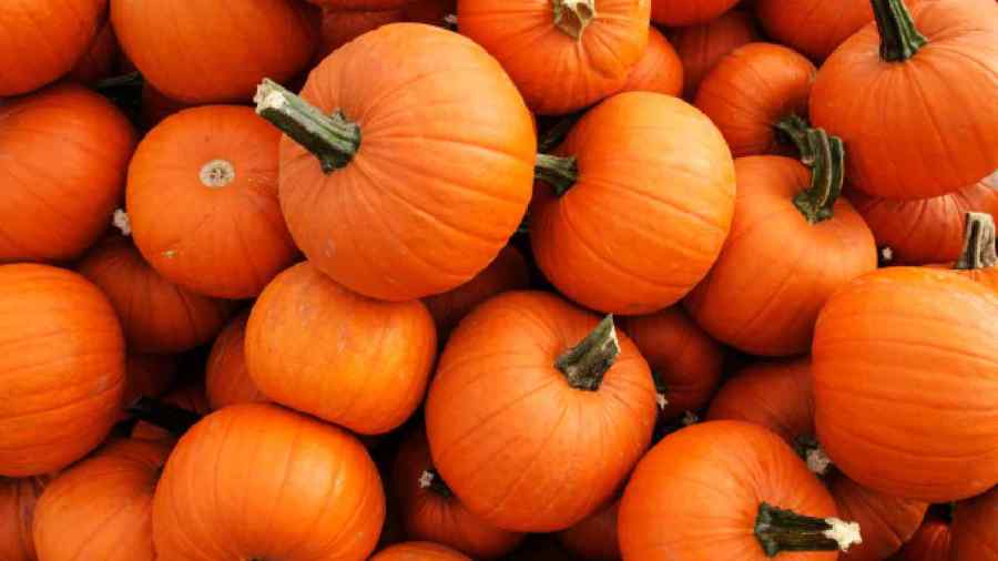 pumpkin-growing-club-holds-seminar-in-canfield