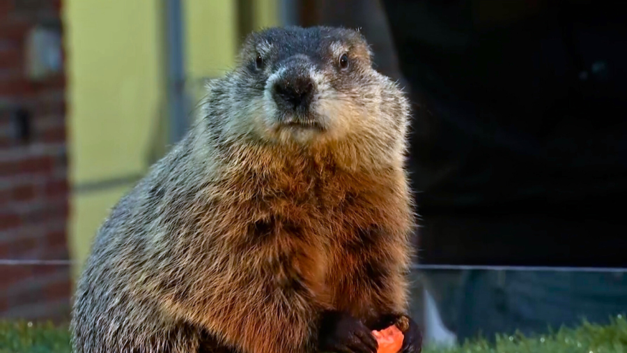 did-buckeye-chuck-see-his-shadow-on-groundhog-day?