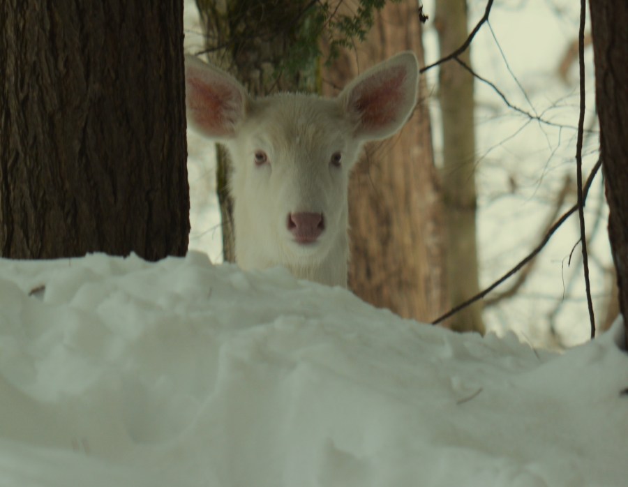 photos:-rare-white-deer-well-hidden-in-snow