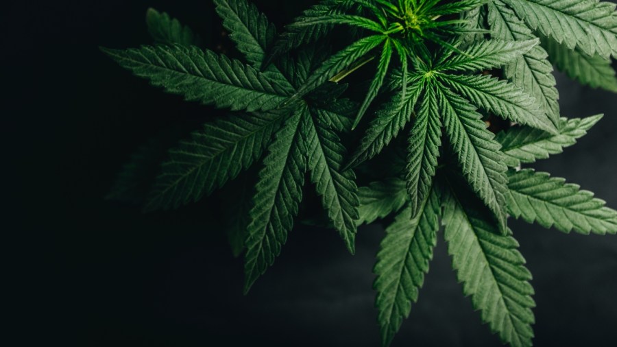 advocates-gain-approval-to-collect-signatures-on-ballot-issue-to-block-ohio-cannabis-changes