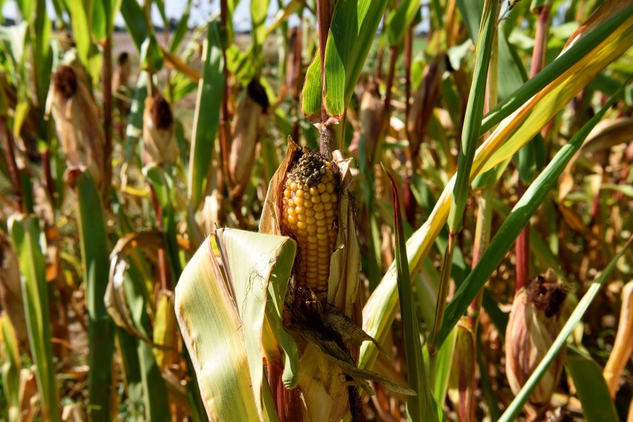 lawmakers-want-pennsylvania-to-stop-spraying-paraquat-on-crops
