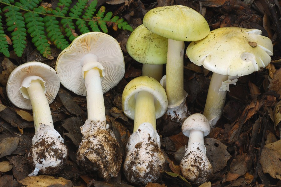 4-people-have-died-from-eating-death-cap-mushrooms-as-they-spread-in-california-after-rains