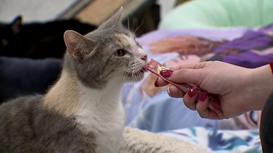 animal-charity-holds-open-house-for-welcome-center