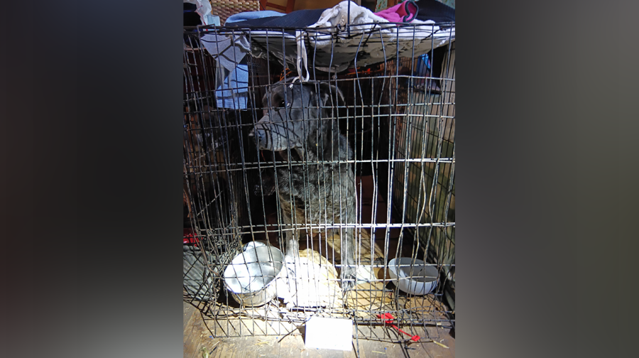 delaware-county-women-face-cruelty-charges-after-22-animals-rescued