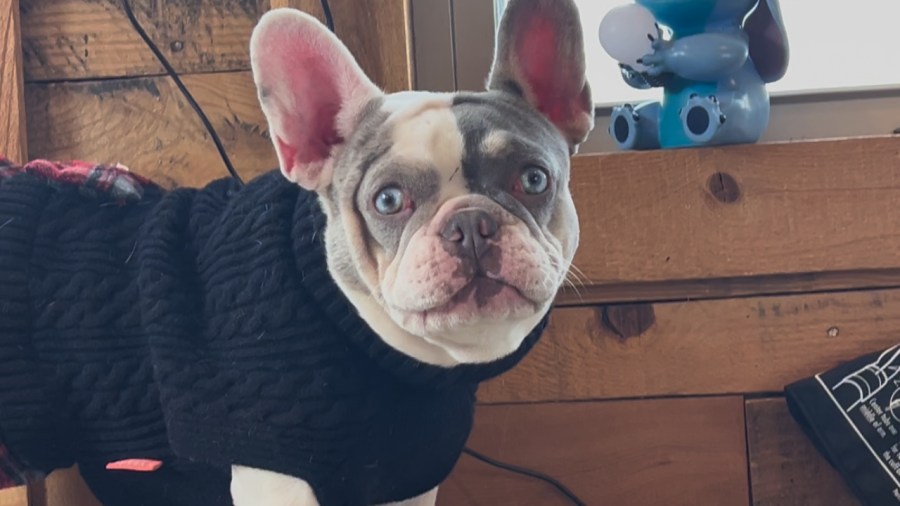 local-dogs-still-in-the-running-to-be-crowned-america’s-favorite-pet