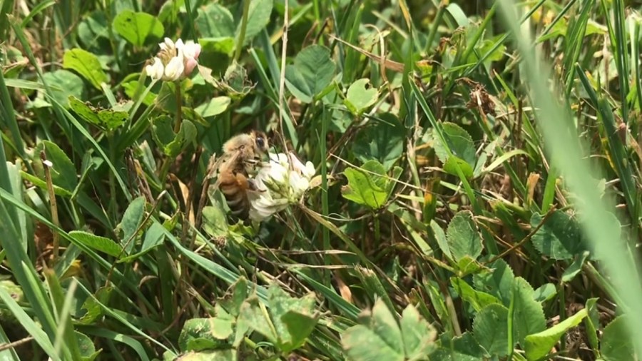 expect-analysis:-how-honey-bees-and-native-pollinators-interact