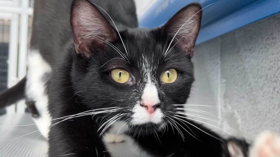 local-animal-shelter-and-vet-clinic-talks-ohio-spay,-neuter-bill