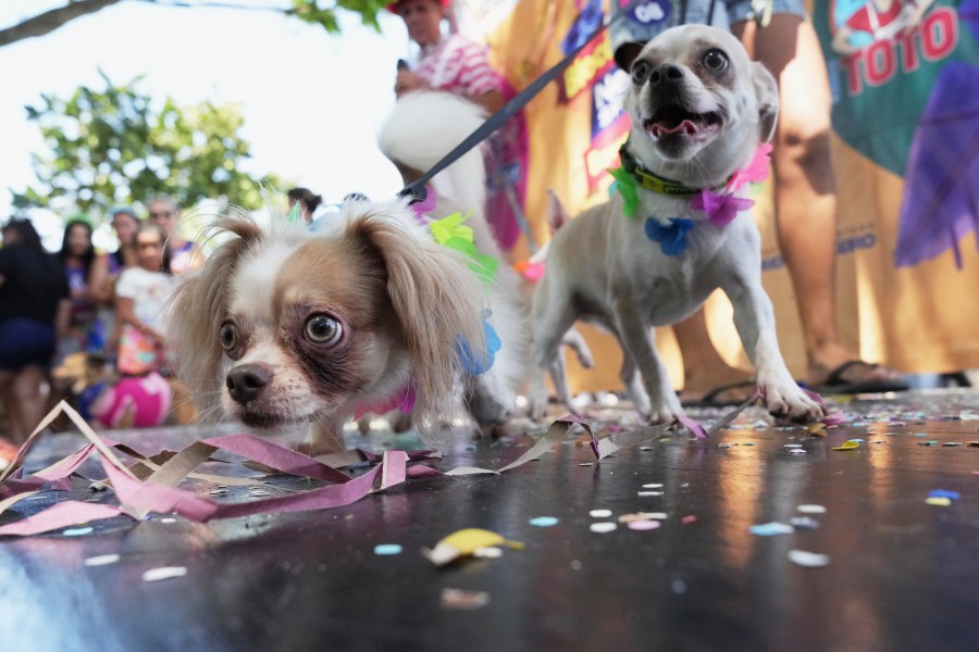 dogs-parade-at-rio-carnival-as-their-owners-protest-against-animal-cruelty