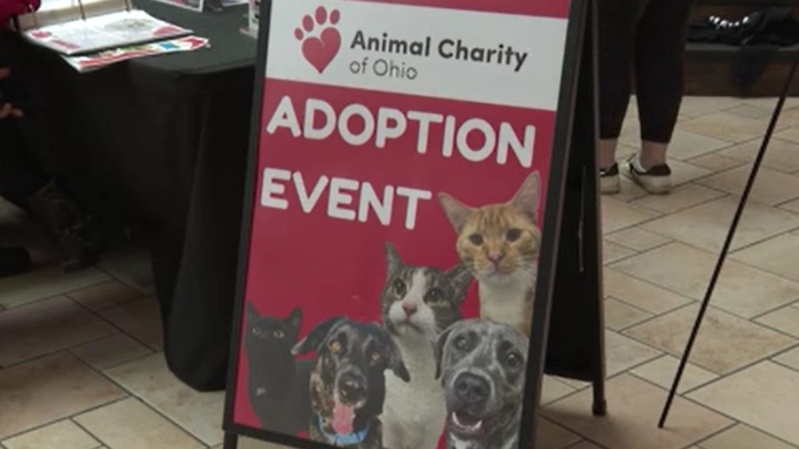 animal-charity-gives-dogs-the-chance-to-meet-their-forever-family-at-adoption-event