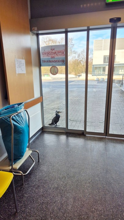 injured-seabird-desperately-pecks-at-hospital-door-for-help