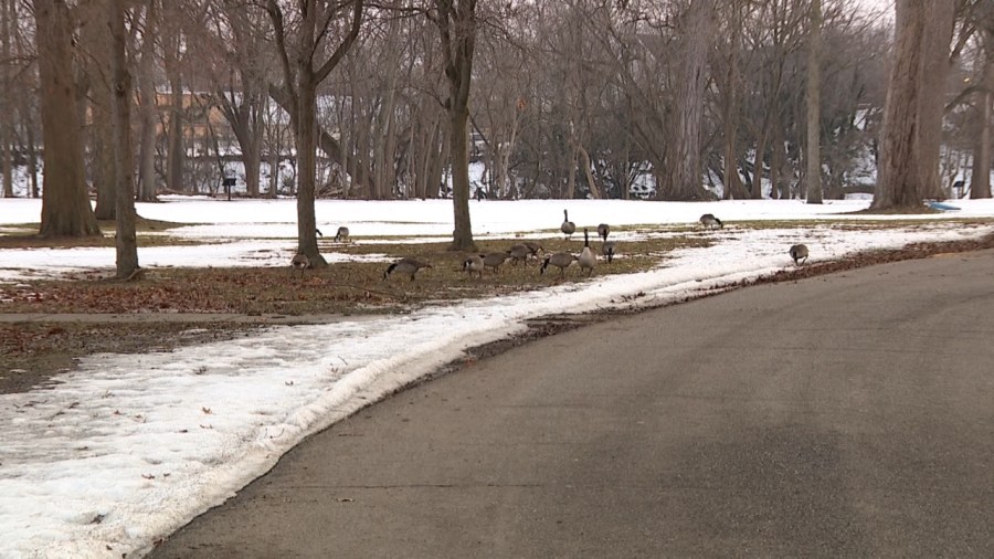 experts-warning-locals-to-avoid-dead-birds-amid-avian-flu-outbreak