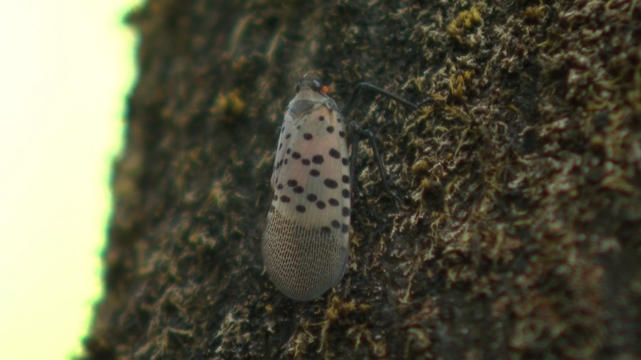 statewide-quarantine-set-to-deal-with-spotted-lanternflies