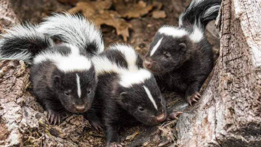 skunk-mating-season-is-here-in-pennsylvania-and-ohio
