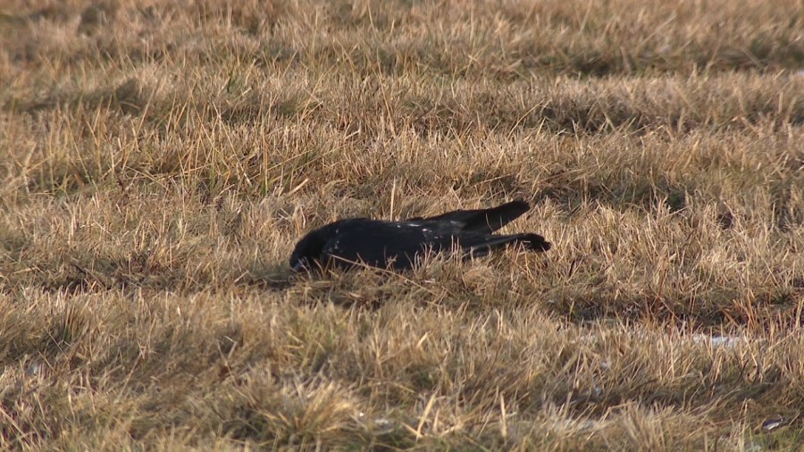 dead-crows-on-wkbn’s-property-test-positive-for-bird-flu:-odnr