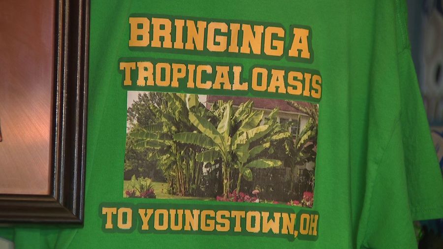 future-of-famed-banana-trees-in-youngstown-uncertain
