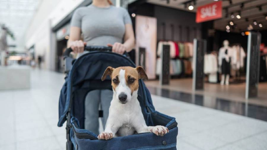 can-pets-boost-your-health?