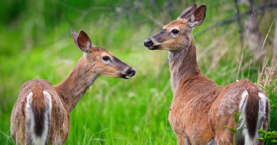 columbus-seeking-deer-population-control-options