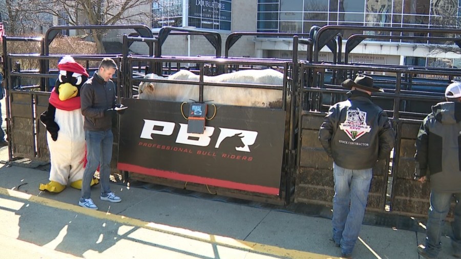 how-many-ysu-football-players-does-it-take-to-outweigh-a-bull?