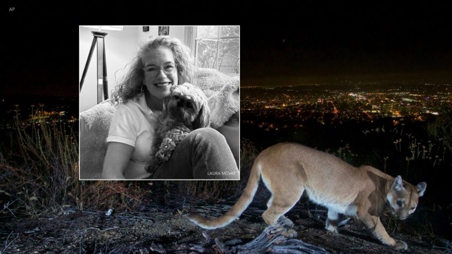 mountain-lion-snatches-dog-right-in-front-of-owner-in-california