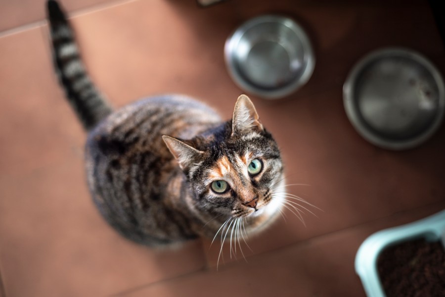 cat-food-recall-expanded-to-ohio:-fda