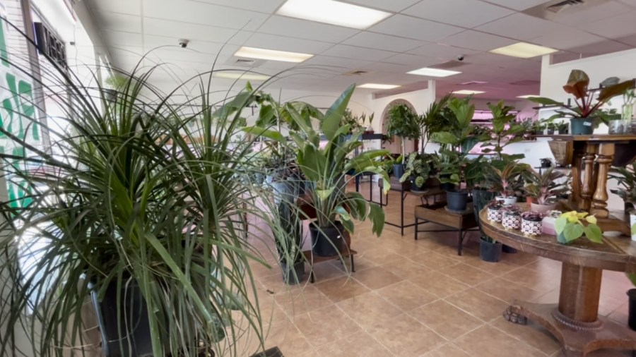 how-to-keep-gnats-out-of-your-house-plants 