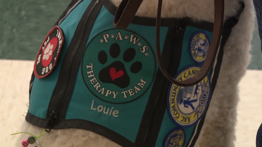 poland-students-visited-by-therapy-dog