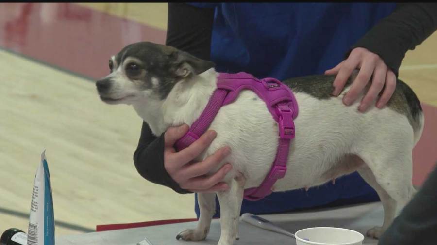 ysu,-mcctc-students-prepare-for-low-cost-pet-clinic