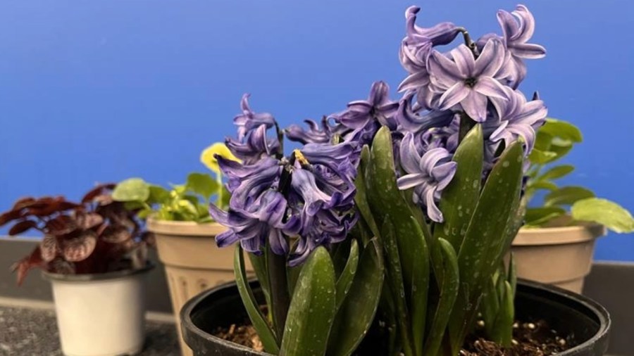 spring-has-sprung-(almost);-is-it-too-late-to-plant-bulbs?