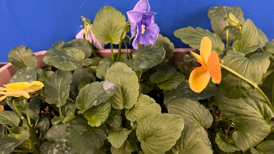 too-much?-too-little?-the-delicate-balance-of-watering-your-garden