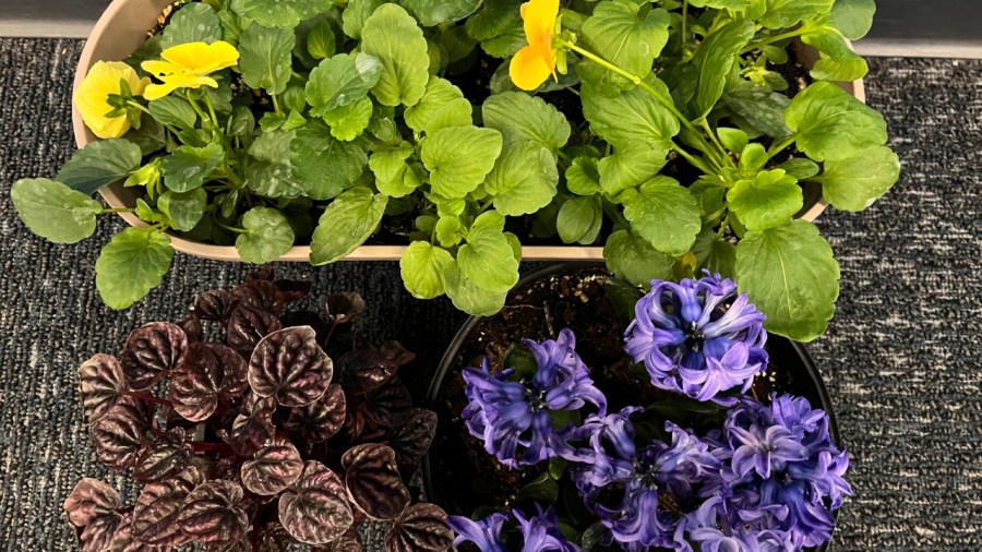 spring-is-fast-approaching!-how-to-prepare-your-garden